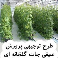 طرح توجیهی پرورش صيفي‌جات گلخانه‌اي